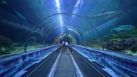 Seaworld Shark Encounter 2022 Cinematic 4k Tour Orlando Florida Youtube