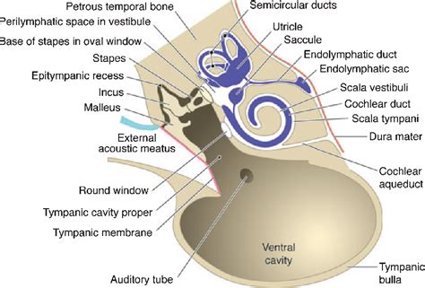 Figure 2 From Anatomy And Physiology Of The Canine Ear Semantic Scholar