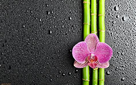 Bambou Zen Wallpaper Zen Bamboo Wallpapers Top Free Zen Bamboo