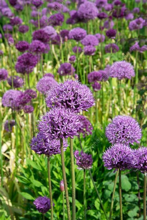 Dutch Garlic Allium Hollandicum Purple Sensation Stock Image