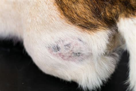 Hot Spots On Dogs Appearance Causes Locations And Treatment Options