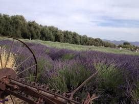 We did not find results for: Lavender Festival in Cherry Valley, California - Kid ...