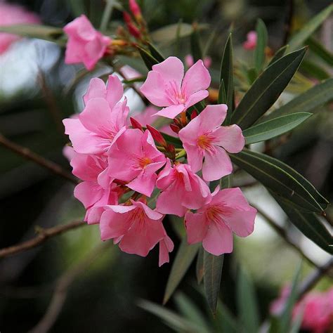 Nerium Oleander Plants Amazing Flowers Garden Shrubs