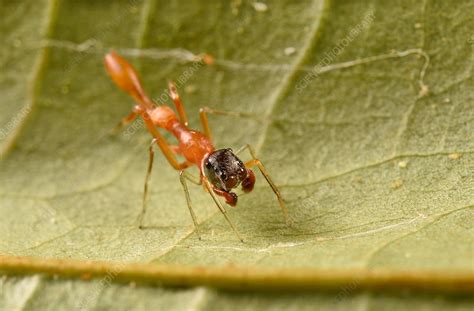 Ant Mimic Spider Stock Image C0373754 Science Photo Library