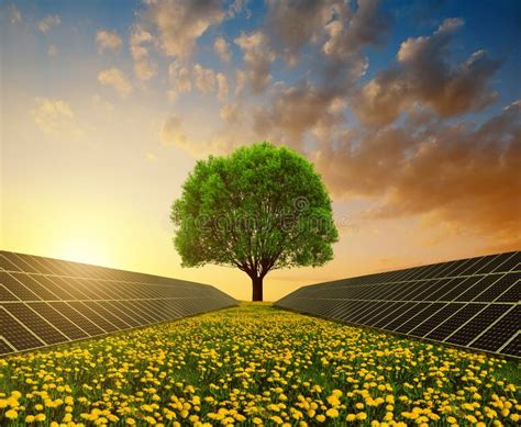 Solar Energy Panels With Tree Against Sunset Sky Stock Photo Image Of
