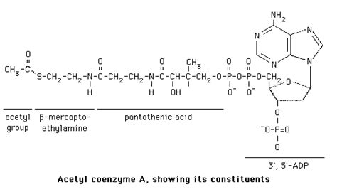 Acetyl Coenzyme A Acetyl CoA