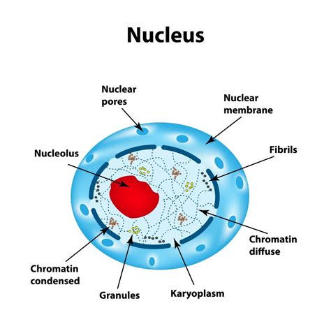 Nucleus Function What Is A Nucleus What Does The Nucleus Do
