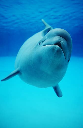 Baby Beluga Whale Swimming In Aquarium Stock Photo
