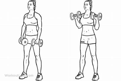 Curl Bicep Reverse Overhand Dumbbell Exercise Workoutlabs