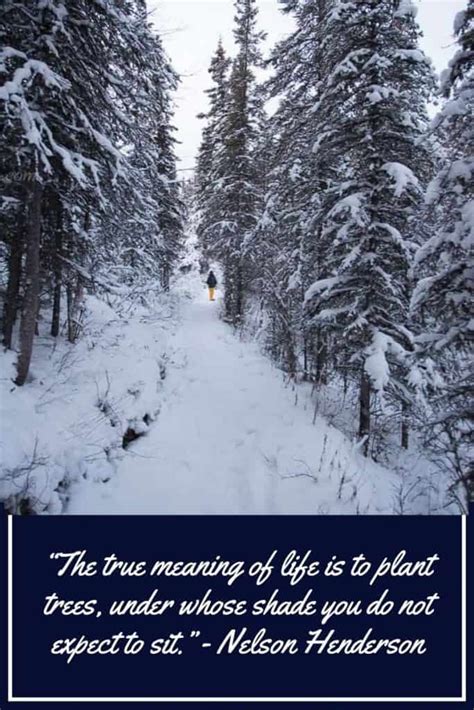 Tree plantation is the process of transferring of seedlings from one place to another for different the most common and known purpose of tree plantation is forestry. 100 + Tree Planting Quotes AKA Quotes for Tree Planting