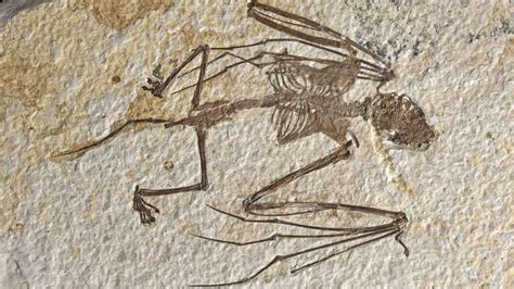 Oldest Bat Skeletons Add To Understanding Of Evolution