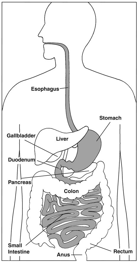 Labeled Diagram Of Human Stomach