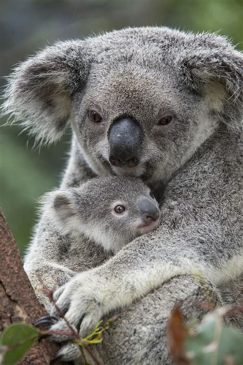 Koala Mother Holding Joey Australia Photograph By Suzi
