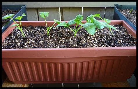 How To Grow Broccoli Raab In Containers Grow Broccoli Growing