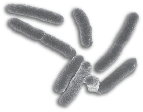 Bacteria Png Transparent Image Download Size 963x754px