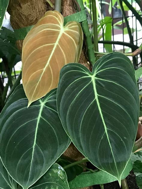 We did not find results for: PlantFiles Pictures: Philodendron Species, Black Gold Philodendron (Philodendron melanochrysum ...