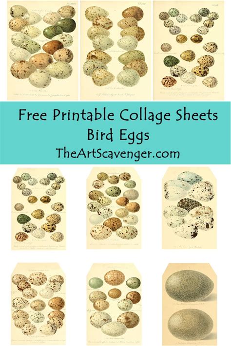 Free Vintage Egg Illustrations Collage Sheet Printables — The Art Scavenger