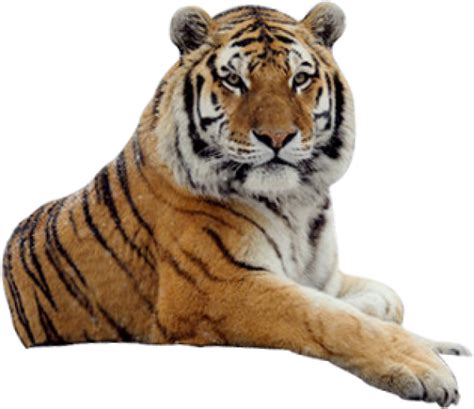 Tiger PNG Free Download 1 | PNG Images Download | Tiger PNG Free Download 1 pictures Download ...