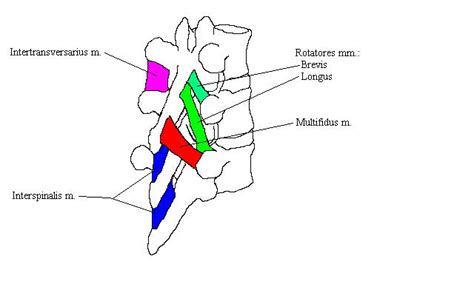 Maybe you would like to learn more about one of these? Lower Back Muscle Diagrams Labeled / Human Shoulder Muscle Diagram Upper Back Muscle Diagram ...