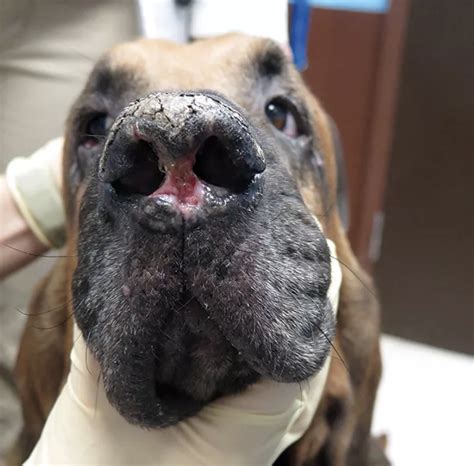 Enfermedad Del Plano Nasal En Perros