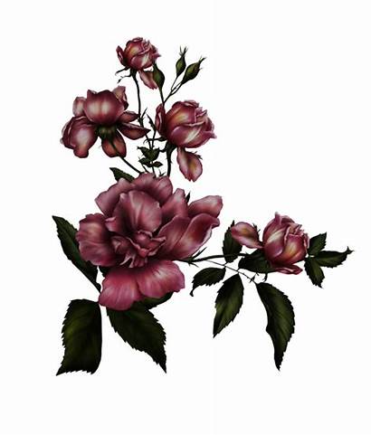 Gothic Transparent Rose Background Clipart Flower Deviantart