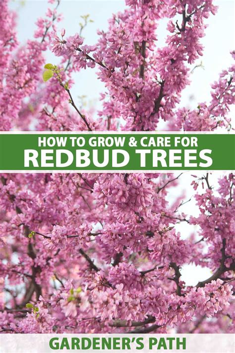 How To Grow And Care For Redbud Trees Gardeners Path