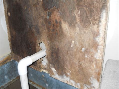 Over 11,000 cases of black fungus, scientifically known as. 100 Pictures of Mold in the Home