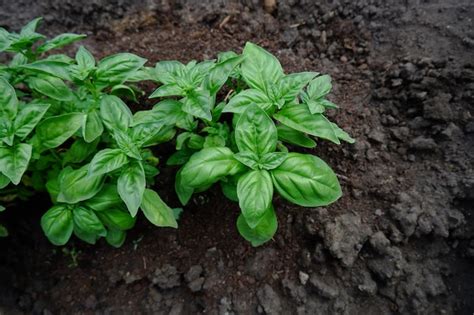 Premium Photo Italian Basil Fresh Young Basil Grows On Fertile Soil