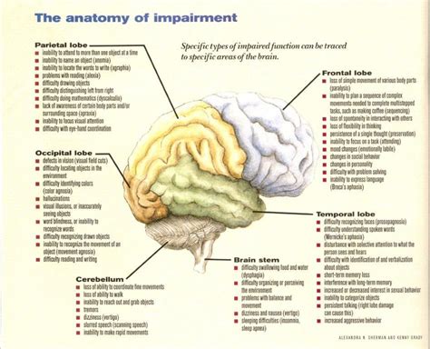 Brain Lobes Functions Brain Anatomy And Function Brain Anatomy