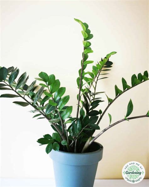 15 Best Common House Plants With Pictures Yhmag