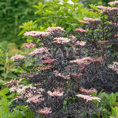 Sambucus Nigra Black Lace 75l Shrubs Tates