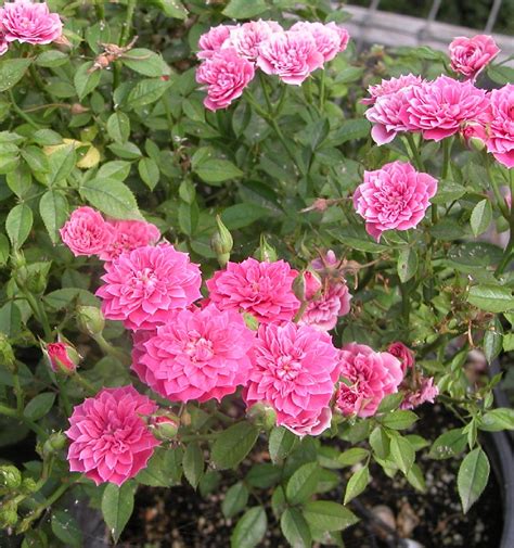 Pinkie Climbing Rose Hello Hello Plants And Garden Supplies
