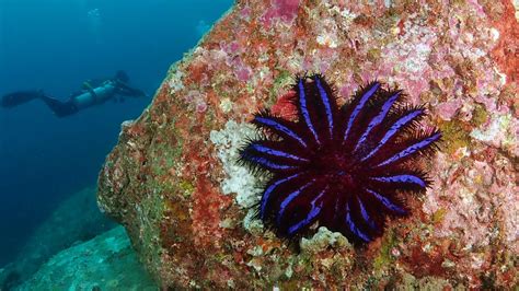 Crown Of Thorns Starfish · Local Dive Thailand