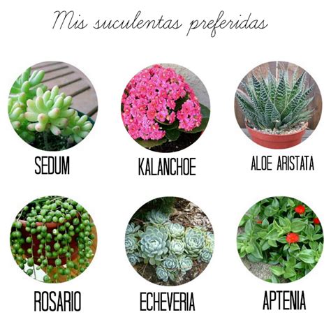 Plantas Suculentas Y Sus Nombres Vaso De Flores Obra De Arte