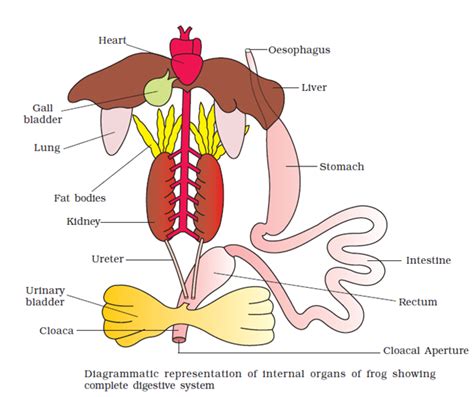 Ncert Solutions For Class 11 Biology Chapter 7 Structural