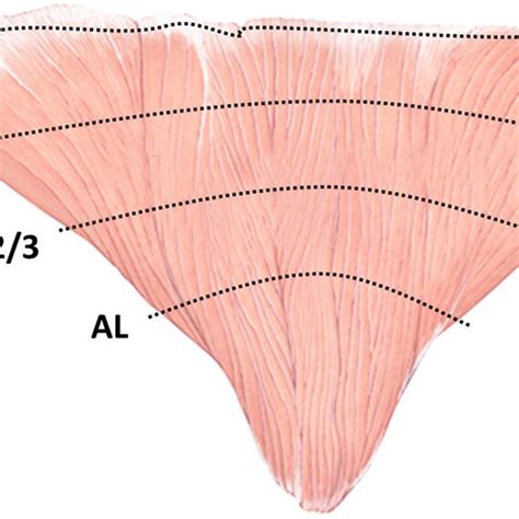 The Measurements On The Deltoid Muscle Were Taken With Reference To The