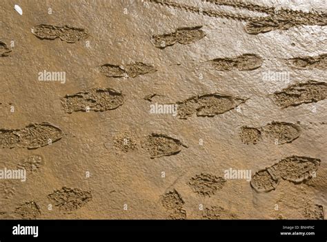 Footprints In Mud Footprints Mud Silt Gooey Messy Squelch Closeup