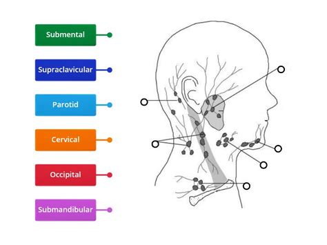 Face And Head Lymph Nodes Labelled Diagram