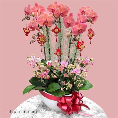 Chinese New Year Plants And Orchids 2021 Toh Garden Singapore Orchid