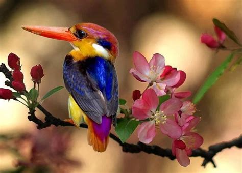 8 Best Flowers Birds And Butterflys Images On Pinterest