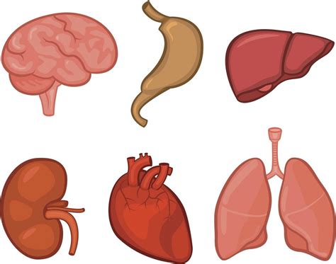 Human Body Organs Clipart At Getdrawings Free Download Images And