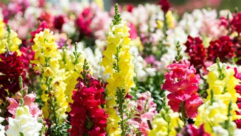 How To Grow And Care For Snapdragon Flowers Antirrhinum