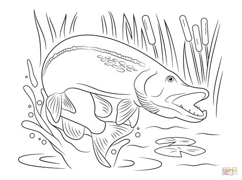 Der hecht ist der unter anglern der beliebteste angelfisch in europa und neben dem ansitzangeln erfreut sich das spinnfischen auf hechte nach wie vor großer beliebtheit. Disegno di Luccio che salta fuori dall'acqua da colorare ...