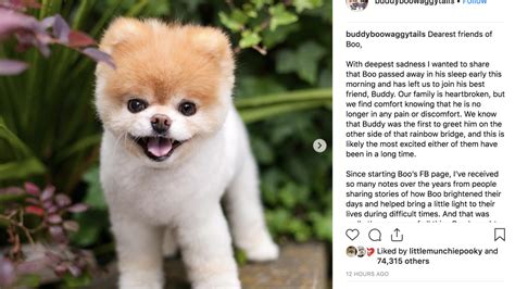 Boo The Internet Famous Worlds Cutest Dog Dies