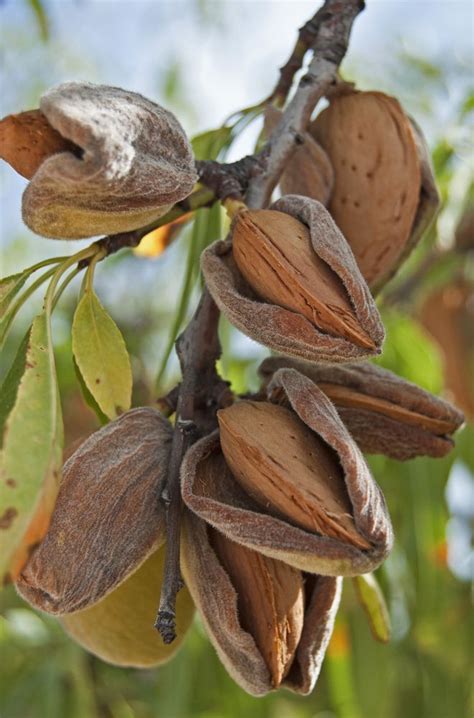 Alibaba.com offers 1826 fruit tree soil products. Prunus 'All-in-One™' Almond Tree - Hello Hello Plants ...