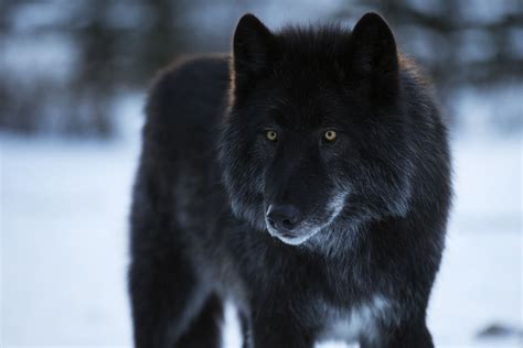 Alberta Sanctuary Trying To Save Abandoned Wolf Dog Hybrids The Star