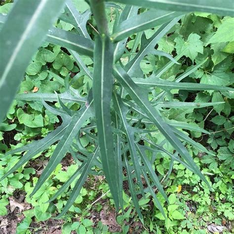 Wild Lettuce Seeds Lactuca Virosa Wild Lettuce Seeds Wild Lettuce