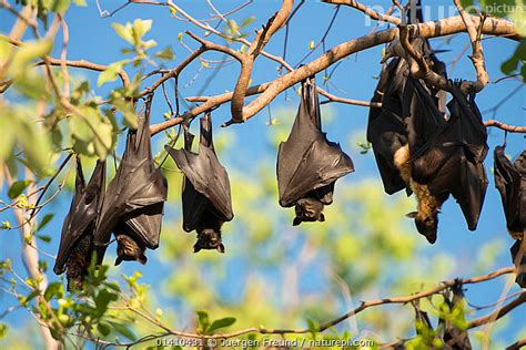 Nature Picture Library Rf Spectacled Flying Fox Pteropus