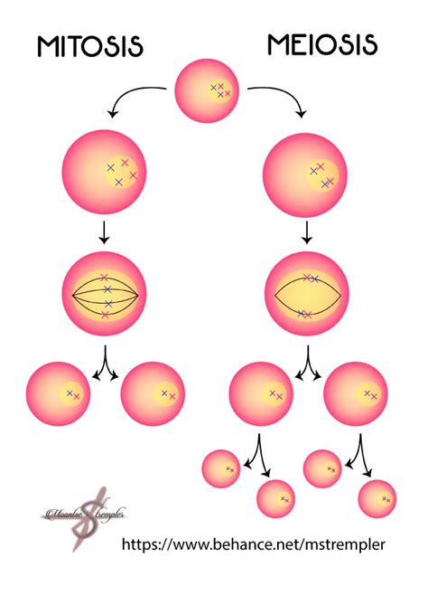 Diferencia Entre Mitosis Y Meiosis Resumen Y Esquemas Artofit