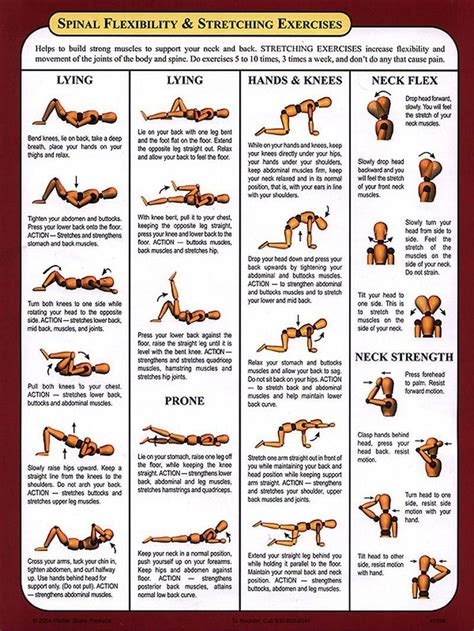 Spinal Stenosis Exercises Spinal Muscle Exercises Stretches And Exercise Therapy Exercises Are